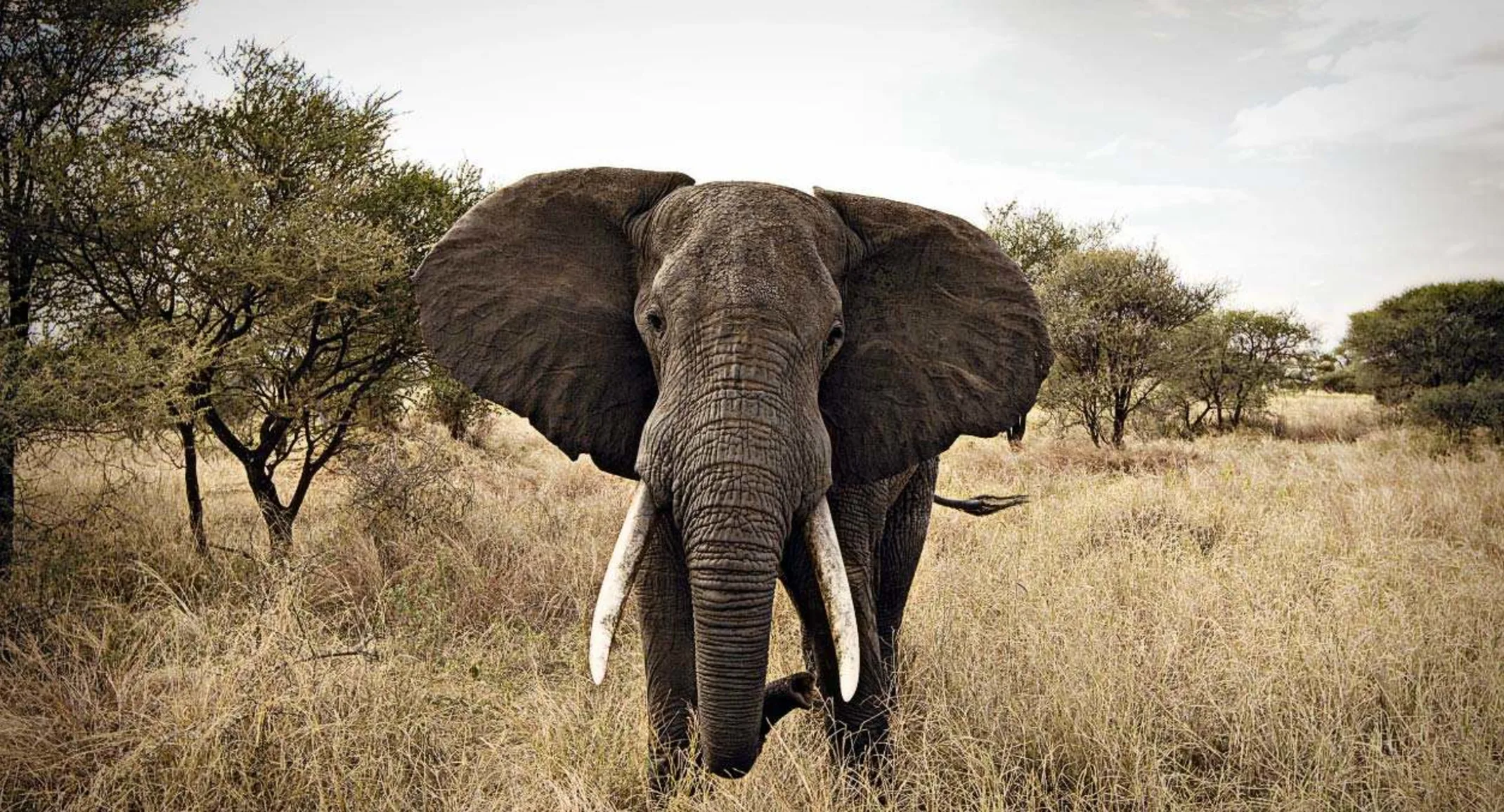 Elephant facing forward in their natural habitat